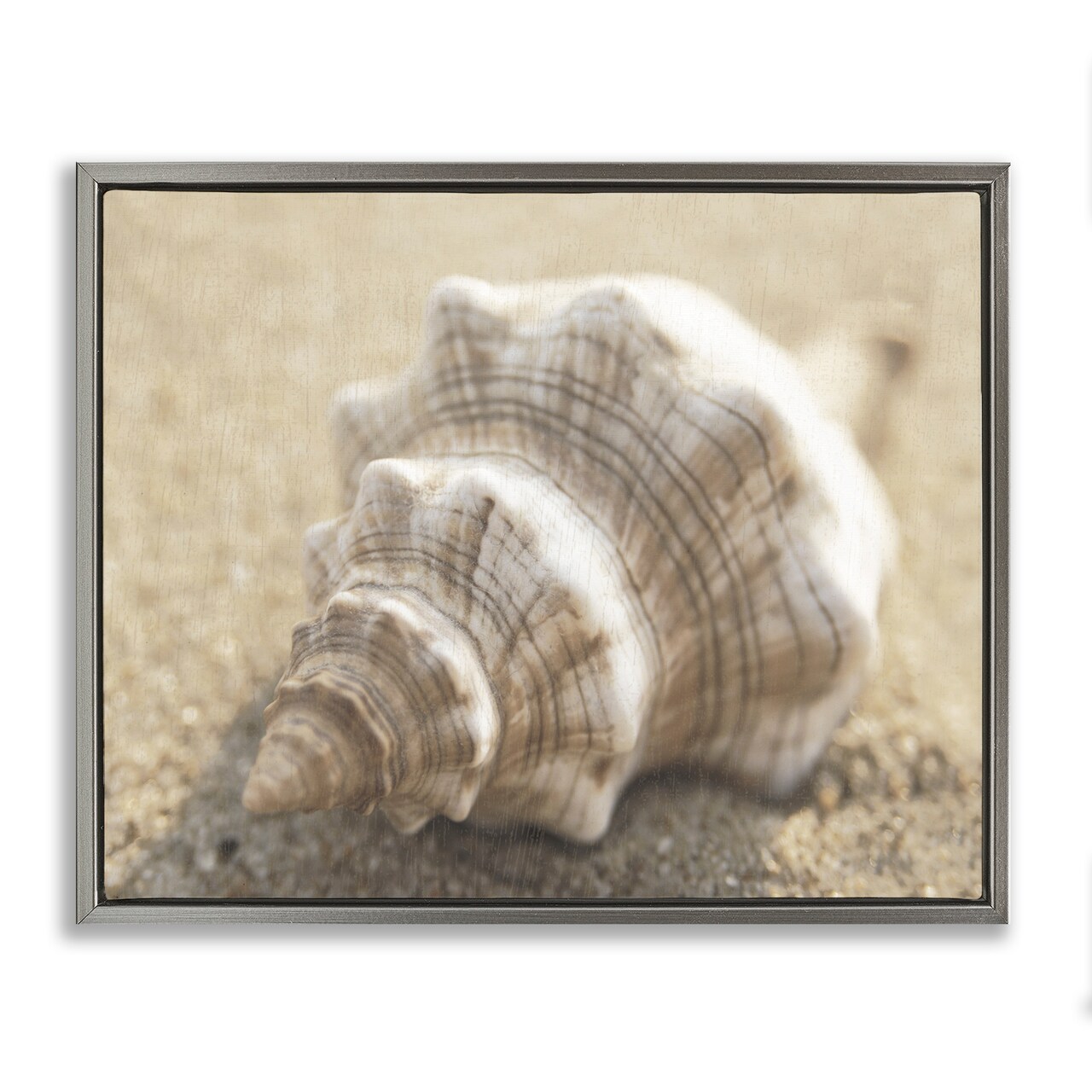 Stupell Industries Neutral Tone Conch Shell Floating Frame Design by Dora Rotondella
